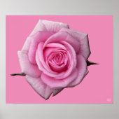 Poster rose Imprimer Beau Art Fleur Imprimer (Devant)