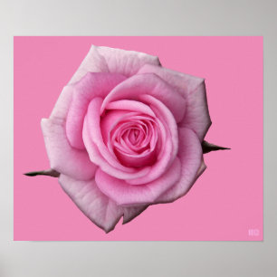 Poster rose Imprimer Beau Art Fleur Imprimer