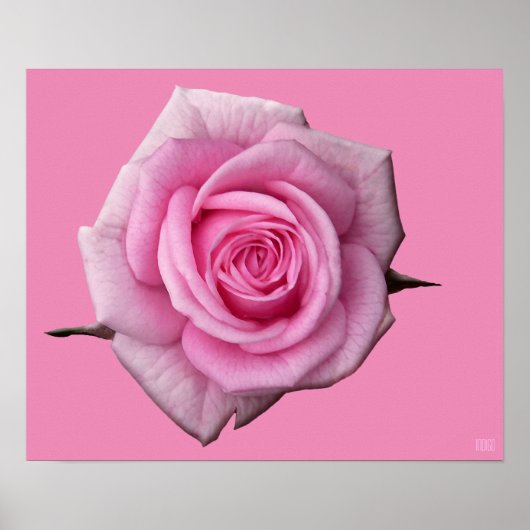 Poster rose Imprimer Beau Art Fleur Imprimer (Devant)