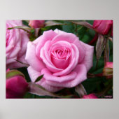 Poster rose Imprimer Beau Art Fleur Imprimer (Devant)