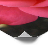 Poster rose Imprimer Belle Fleur Art Imprimer (Coin)