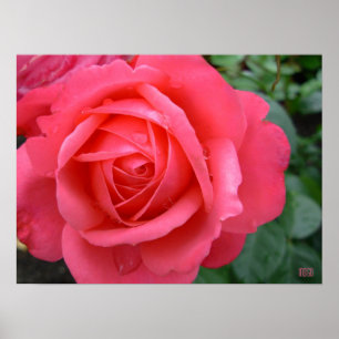 Poster rose Imprimer Belle Fleur Art Imprimer