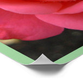 Poster rose Imprimer Belle Fleur Art Imprimer (Coin)