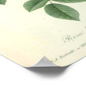 Poster Rose Indica par Redoute (Coin)