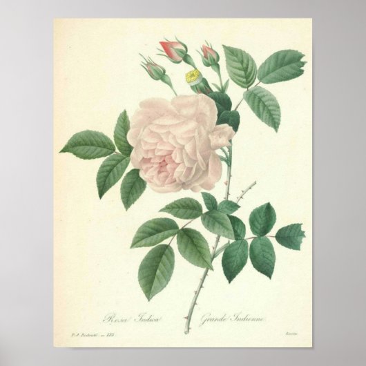 Poster Rose Indica par Redoute (Devant)
