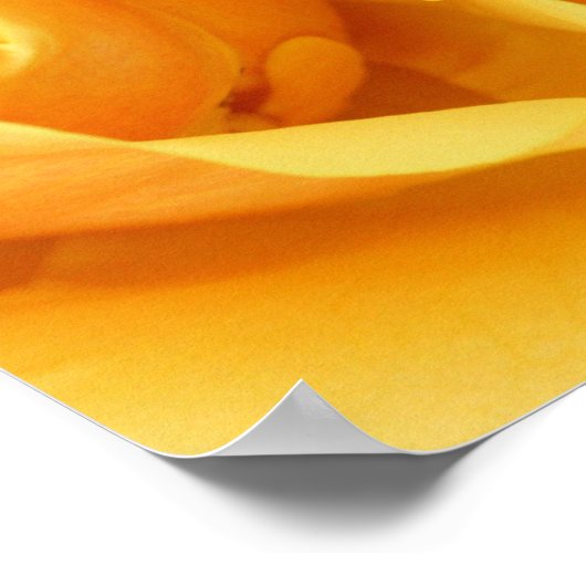 Poster Rose jaune (Coin)