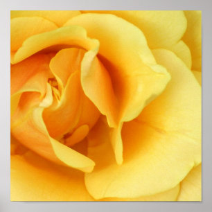 Poster Rose jaune