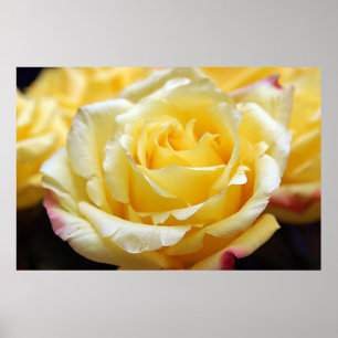Poster Rose jaune