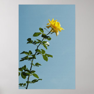 Poster rose jaune