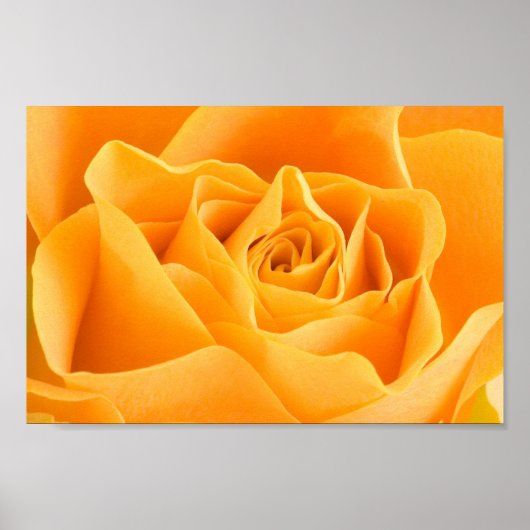 Poster Rose jaune (Devant)
