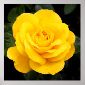 Poster Rose jaune (Devant)
