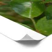 Poster rose jaune (Coin)