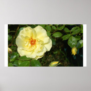 Poster rose jaune