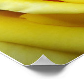 Poster Rose jaune (Coin)