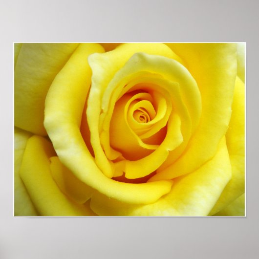 Poster Rose jaune (Devant)
