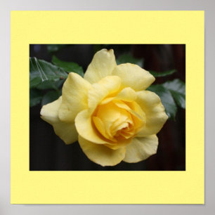 Poster rose jaune