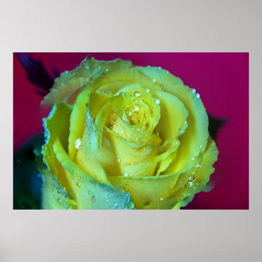 POSTER ROSE JAUNE (Devant)