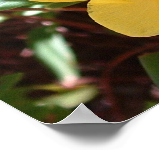 Poster Rose jaune de Sharon Imprimer (Coin)