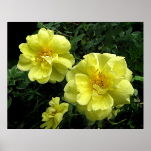 Poster Rose jaune démodé