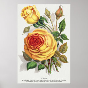 Poster Rose Jaune et Orange de Crépuscule Botanique Vinta