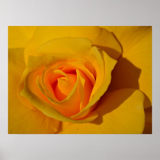 Poster Rose jaune orange rose rose romantique (Devant)
