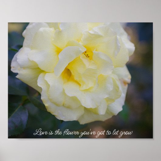 Poster Rose jaune pâle (Devant)