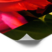 Poster Rose jaune rouge I (Coin)