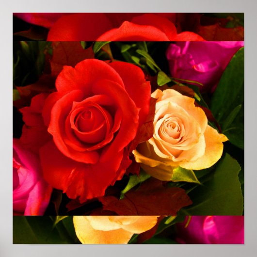 Poster Rose jaune rouge I (Devant)