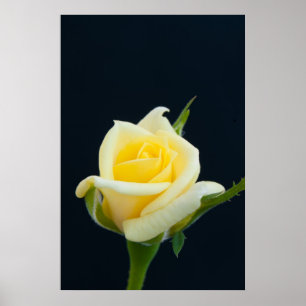 Poster Rose jaune sur l'arrière - plan noir