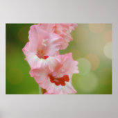 Poster Rose Joyeux Soleil brillant Gladiolus Fleurs Arty (Devant)