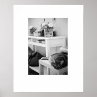 Poster Rose Kitty