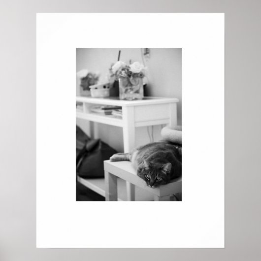Poster Rose Kitty (Devant)