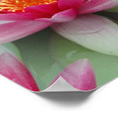 Poster Rose Lotus Water Lily (Coin)