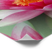 Poster Rose Lotus Water Lily (Coin)