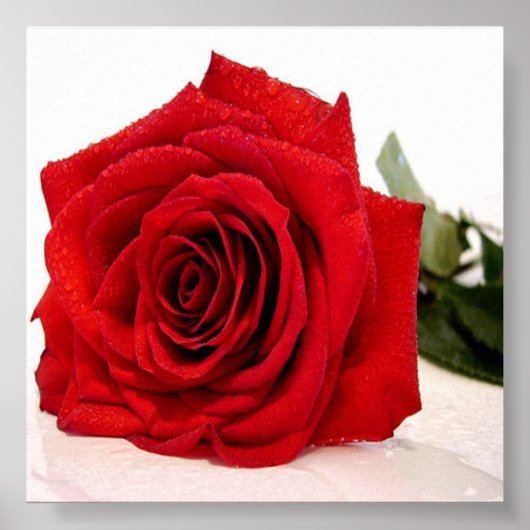 Poster Rose Love Canvas Imprimer (Devant)