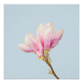 Poster rose Magnolia (Devant)