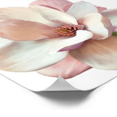 Poster rose magnolia (Coin)
