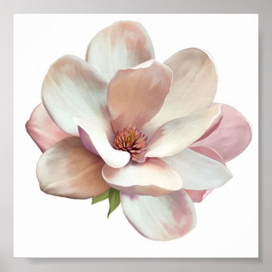 Poster rose magnolia du Sud (Devant)