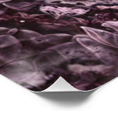 Poster Rose Mandala (Coin)