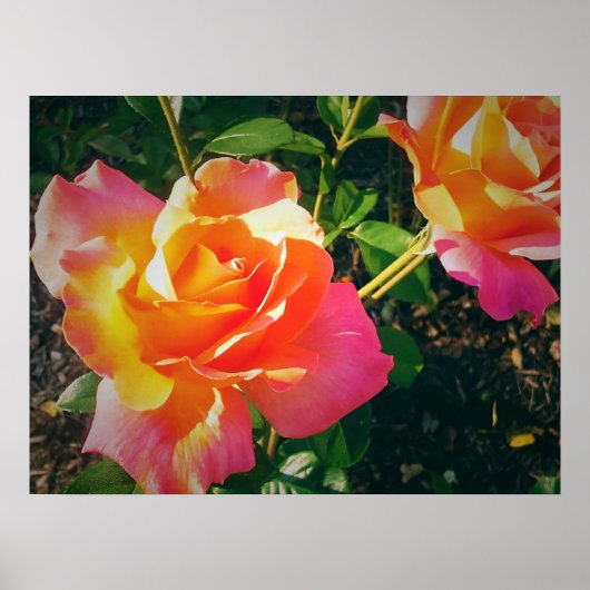 POSTER ROSE MULTI-COLORÉ (Devant)