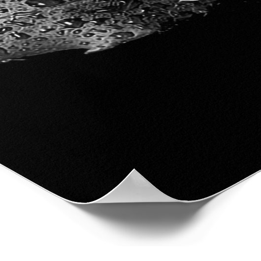 Poster Rose noir blanc (Coin)