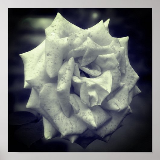 Poster Rose Noir et blanc marron (Devant)