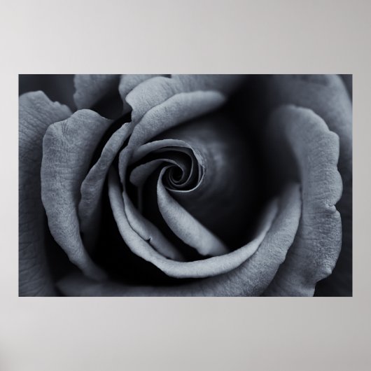 Poster Rose noire et blanche (Devant)