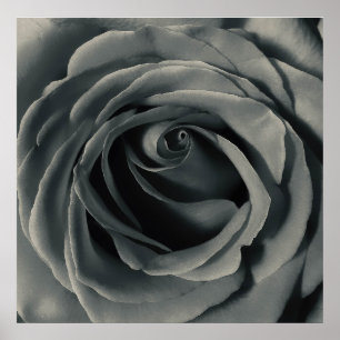 Poster Rose noire et blanche