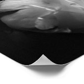 Poster Rose noire et blanche (Coin)