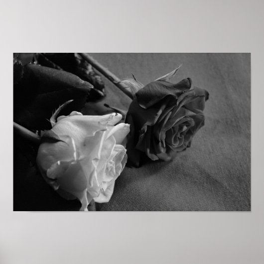 Poster Rose noire et blanche (Devant)