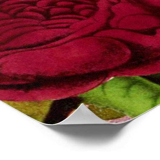 Poster Rose or arrière - plan image (Coin)