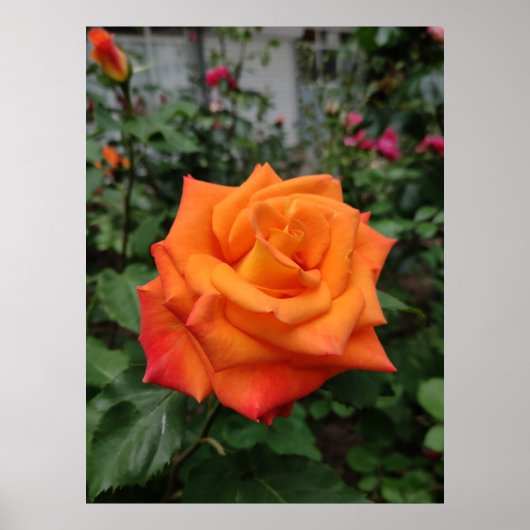 Poster rose orange (Devant)