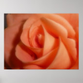 Poster Rose orange (Devant)
