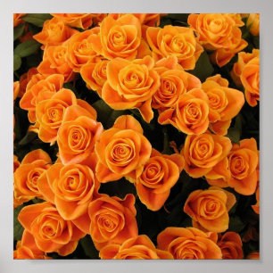 Poster Rose orange
